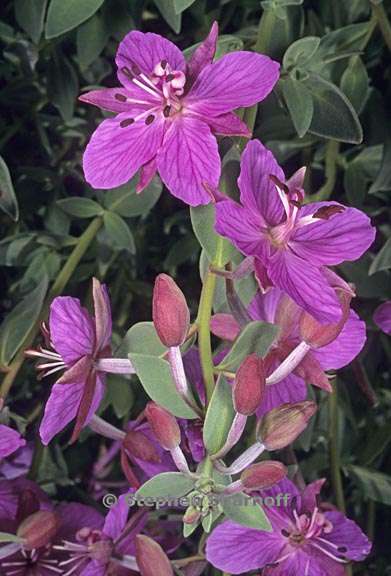 chamerion latifolium 2 graphic